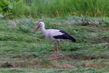 white stork standing in green field