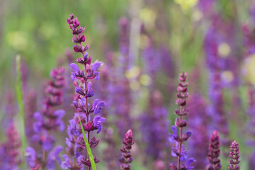 Summer field with purple medicinal sage. Floral background.