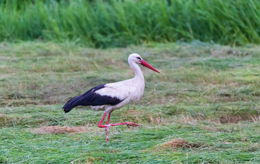 Fototapeta premium white stork with one foot up walking in green meadow in summer
