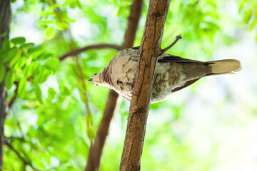 Turtle dove on the tree branch on green background. Down view. Birds and nature