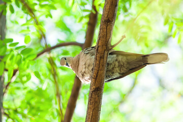 Turtle dove on the tree branch on green background. Down view. Birds and nature