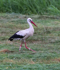 white stork foraging in cut green yellow meadow