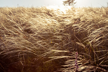 Beautiful summer sunny landscape with dense thickets of dried grass on meadow close-up photo. Art landscape photography of wild environment. Golden sunbeams lying on endless field in summer evening. 
