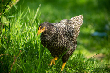 Hen looking for food among the green grass