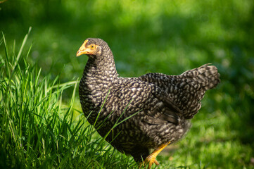 Hen looking for food among the green grass