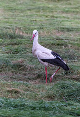 white stork portrait looking to camera in grass