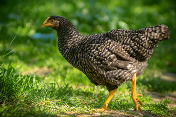 Hen looking for food among the green grass