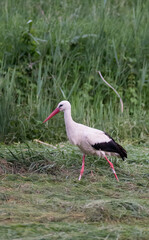 white stork walking through grassland