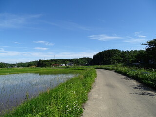 Fototapeta na wymiar 初夏の田園風景
