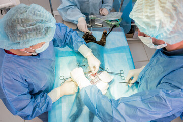 Veterinarian surgeons in operating room doing cat neutering