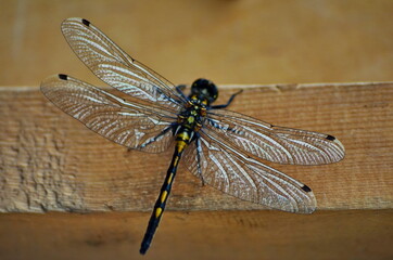 dragonfly on a wooden block