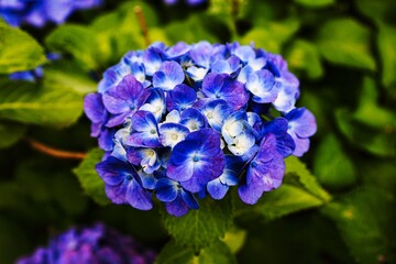 初夏6月、梅雨時の綺麗に咲き誇るあじさい　赤紫　青紫