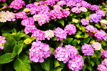 初夏6月、梅雨時の綺麗に咲き誇るあじさい　赤紫　青紫