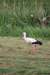 white stork at summertime looking for food in meadow