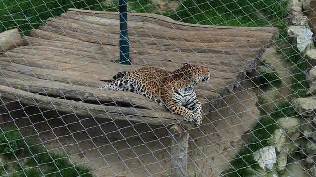 The jaguar lies on its back, throws its head back, looks around it. The jaguar then rolls over and folds its paws in front of its muzzle. Metal fence against predators. 4k video