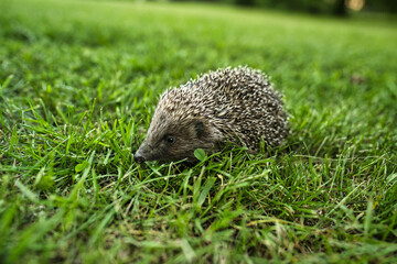 Close up of Hedgehog on green grass. . High quality photo
