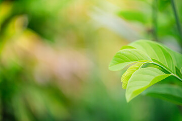 Closeup nature view of green leaf on blurred greenery background in garden with copy space using as background cover page concept.