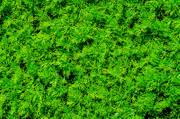 Herbs seamless pattern of a herb bed of young Dill. Foliage of leaf full frame texture. Leaf Seamless Background. Full Frame Shot of Leaves. abstract green texture, Vegetable backdrop. close-up