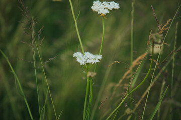 Closeup shot of growing meadow-grasses and wildflowers - obrazy, fototapety, plakaty