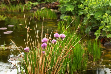 Mein sch&ouml;ner Garten ist zu Hause