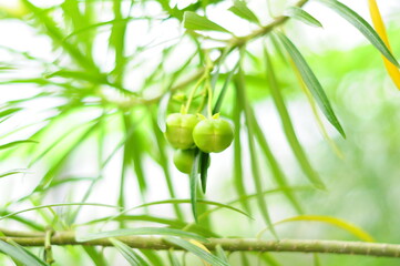 White oleander Lucky nut fruit with green leaves background
