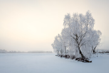 Tree in frosty morning landscape