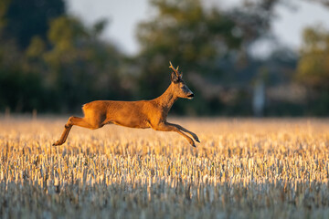 Roe Deer Buck jumping in the field - 437703722