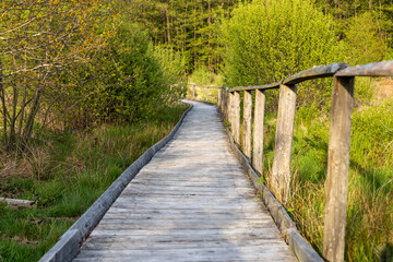 Hiking trail on boardwalks through the Todtenbruch Moor in the Eifel region