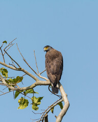 Crested serpent eagle perched atop a tree