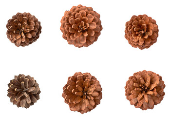 collection of dried pine cone isolated on white background, top view.