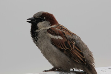 Haussperling (Männchen)