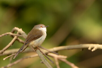 Plain prinia perched on a tree branch