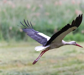 white stork flying with green background