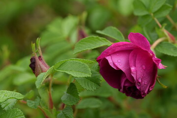 Obraz premium Rugosa rose buds and just opening flower in dew closeup.