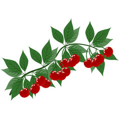 Cherry branch with leaves and ripe bright berries, vector illustration