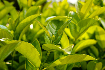 close up of green leaves