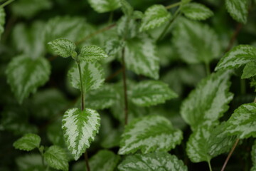 Yellow archangel leaves, Lamium galeobdolon 'Florentinum' plants. Green leaves background.