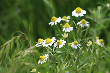 Сhamomile
