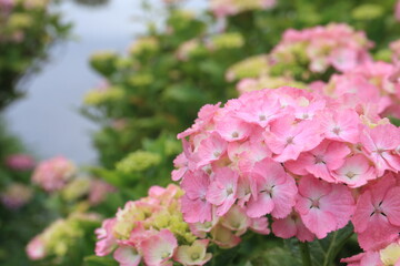 Pictures of beautiful hydrangea in Japan