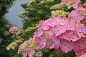 Pictures of beautiful hydrangea in Japan