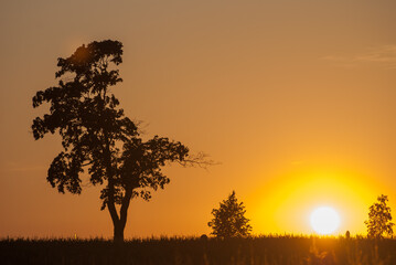 Sonnenuntergang mit Baum