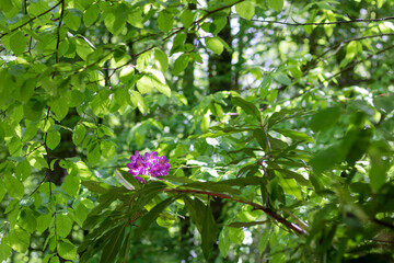 Rhododendrons en fleur sur le Mont de Cerisy-Belle-Etoile (Orne, Normandie)