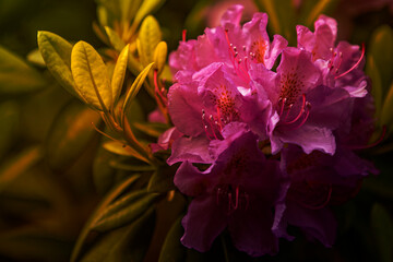 Rhododendronblüte