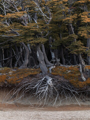 Landscape with Dead Forest. Andes, Argentina. Dry Trees with Big White Roots on a Brown Sand. Dark Scary Autumn Forest.