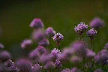 Schnittlauchblüten