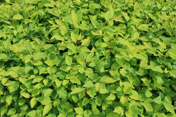 Fototapeta premium Green leaves background. Garden shrub. Continuous coverage of greenery. 