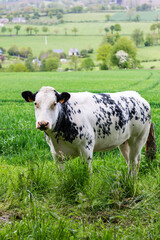 Vache laiti&egrave;re dans un champ bien vert en Normandie