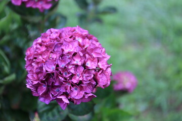 Pictures of beautiful hydrangea in Japan