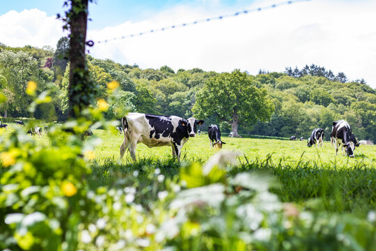 Vache laiti&egrave;re dans un champ bien vert en Normandie