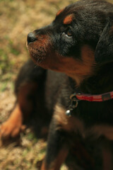 Beautiful young rottweiler puppy playing on grass in backyard